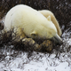 Illustration for article titled I Looked A Wild Polar Bear In The Eye